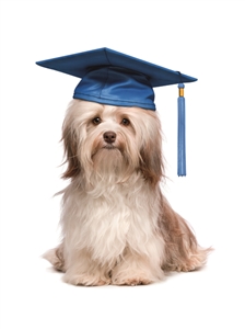 8839 GD Dog graduate