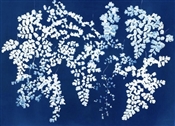 Cyanotype Sun Printing Intensive