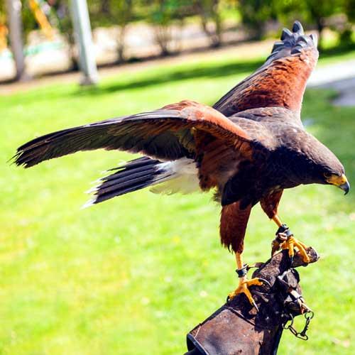 Sibenik Shore Trips - Croatian Falcons