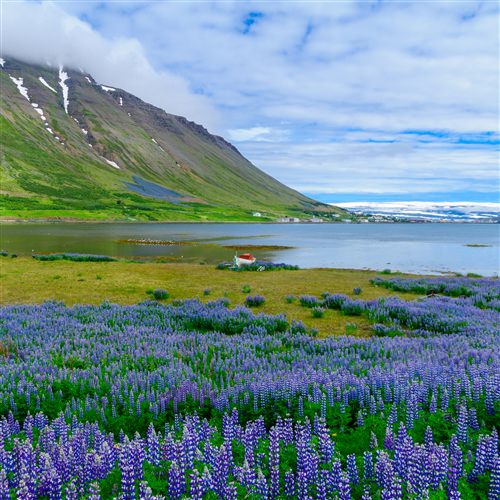 Isafjordur Tour - Isafjordur Bay