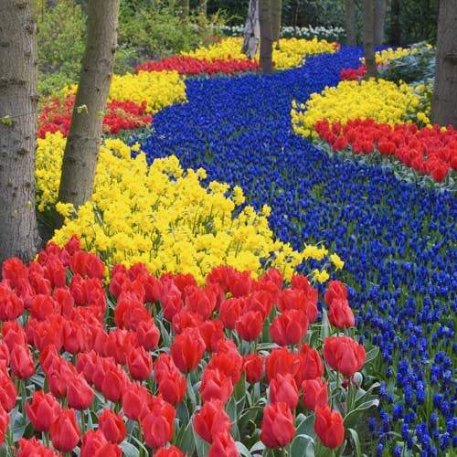 Amsterdam Shore Excursion - Tulip Time in Holland