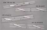 12 Inch Parallel Rule Binnacle