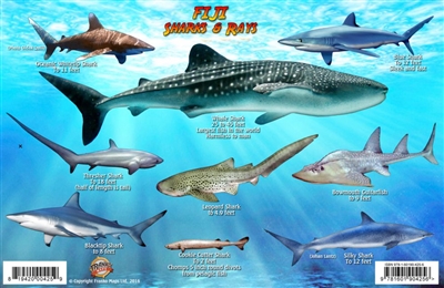 Fiji Sharks and Rays Cards are produced on stiff laminated plastic with a hole for a lanyard. It  illustrates amazing Sharks and Rays found in the waters of Fiji.