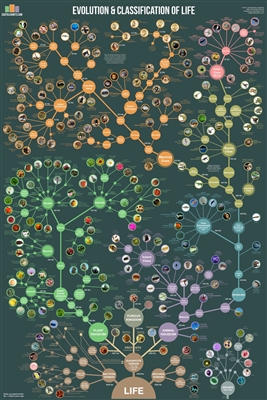 Evolution & Classification of Life Wall Chart. This sturdy 24 Inch x 36 Inch wall chart is unique in that it serves as both a timeline of evolution and a guide to biological classification. Over 250 plant, animal, and microbe species are arranged accordin