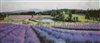 "Pelindaba Lavender Farm" giclee - 18"x42"