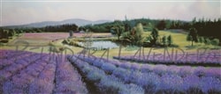 "Pelindaba Lavender Farm" Giclee