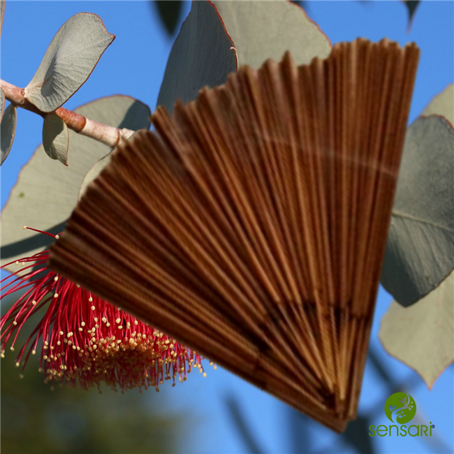 Eucalyptus