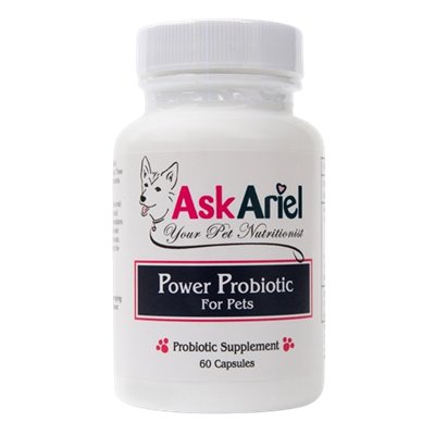 Best Probiotic for Dogs & Cats