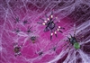 Spooky Spiders And Spider Webbing