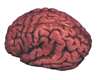 BLOODY BRAIN PROP