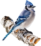 I Am Blue Jay Puzzle - 300 Pieces