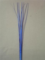 ROYAL BLUE ONION GRASS