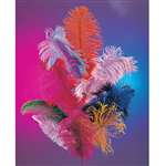 FUSHIA PLUME FEATHER 12 -15