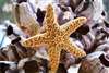 Sugar Starfish (3 -4 INCH )