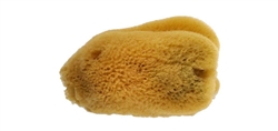 Natural Sponges