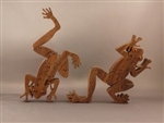 Frog Puzzle (1)