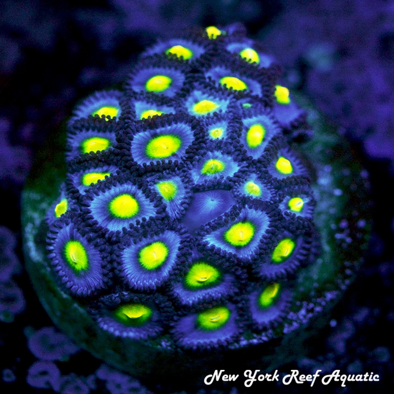 WWC AOI Zoanthids
New York Reef Aquatic
Zoanthids