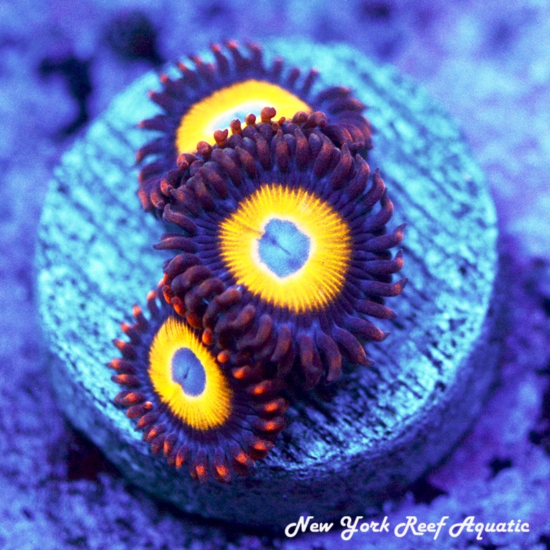 BBEB Zoanthids
New York Reef Aquatic
Zoanthids