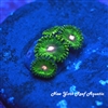 NYRA_Green_Tweety Zoanthids
New York Reef Aquatic