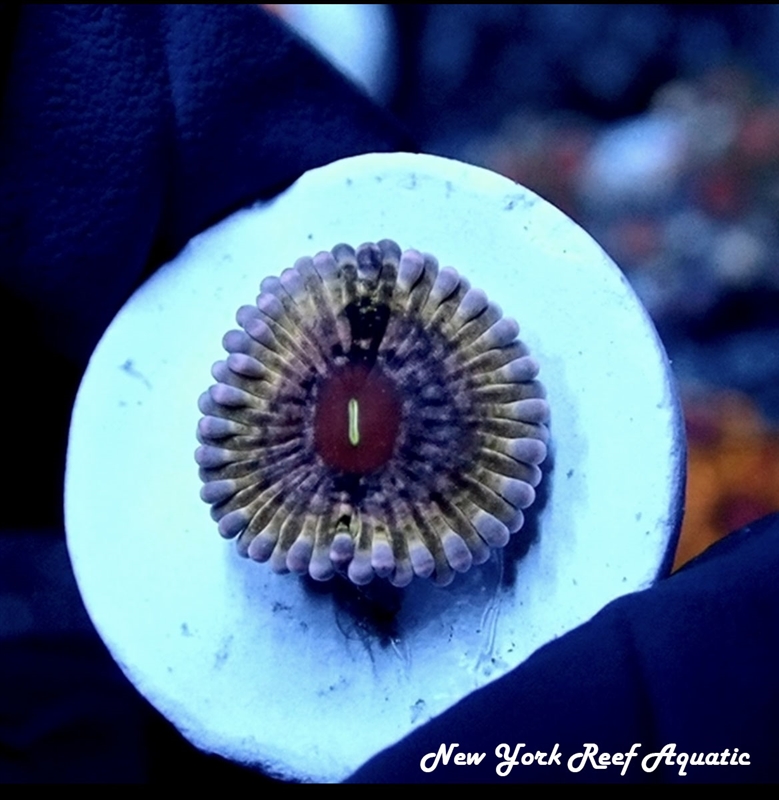 NYRA Leopard Queen Zoanthids
New York Reef Aquatic
Zoanthids