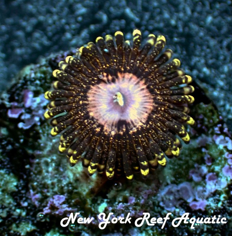 NYRA_Peacock_nine6seven
New York Reef Aquatic