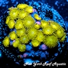 Rengoku Zoanthids
New York Reef Aquatic
Zoanthids