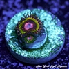 Pink Krak Zoanthids
New York Reef Aquatic 
Zoanthids