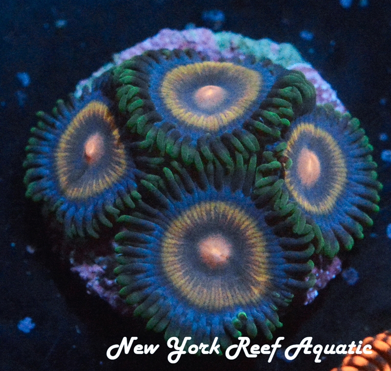 SUPERGIRL ZOANTHID