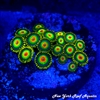 Rasta Zoanthids
New York Reef Aquatic
NYRA
Zoanthids