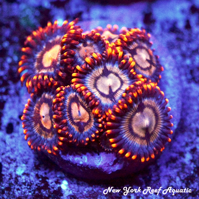 Angry Bird Zoanthids
New York Reef Aquatic
NYRA
Corals
Zoanthids
Reefs