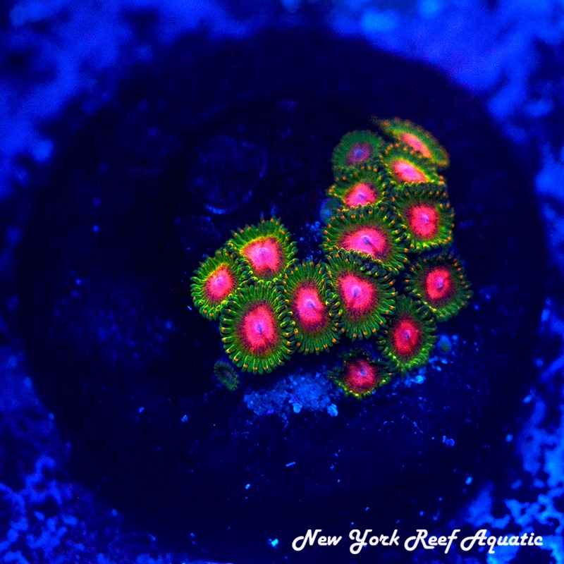 Awesome Blossom Zoanthids
New York Reef Aquatic
Zoanthids