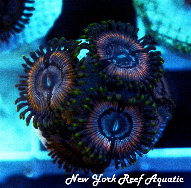 Black Orchid Zoanthid