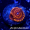 Darth Maul Zoanthids
New York Reef Aquatic
Zoanthids