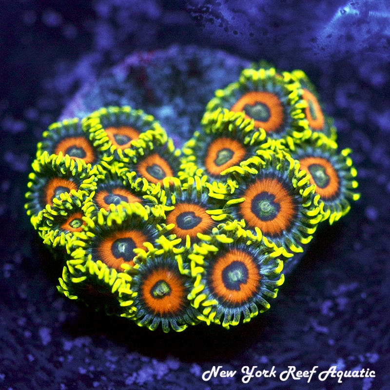 Eagle Eye Zoanthids
New York Reef Aquatic
Zoanthids