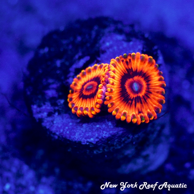 El-Corazon Zoanthids
Zoanthids
New York Reef Aquatic