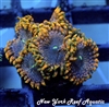 Rainbow Rasta Zoanthids
New York Reef Aquatic
Zoanthids