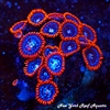 Fire and Ice Zoanthids
New York Reef Aquatic
NYRA
Corals
Zoanthids