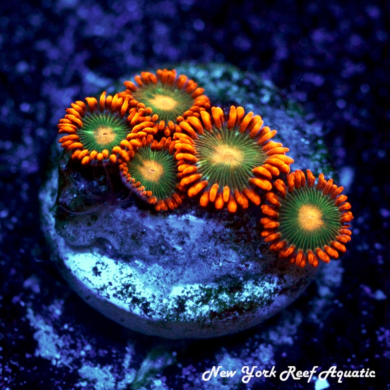Gatorade Zoanthids
New York Reef Aquatic
Zoanthids