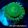 Green People Eater Zoanthids
New York Reef Aquatic
Zoanthids