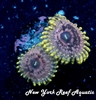 Guano
New York Reef Aquatic
Zoanthids