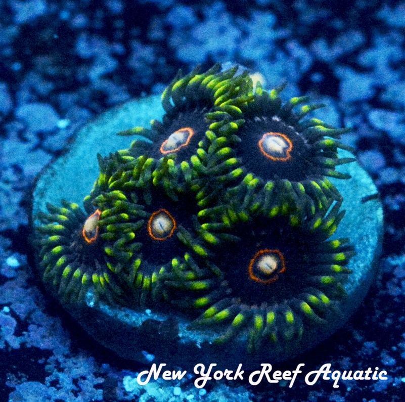 JawBreaker Hornet Zoanthids
New York Reef Aquatic
Zoanthids