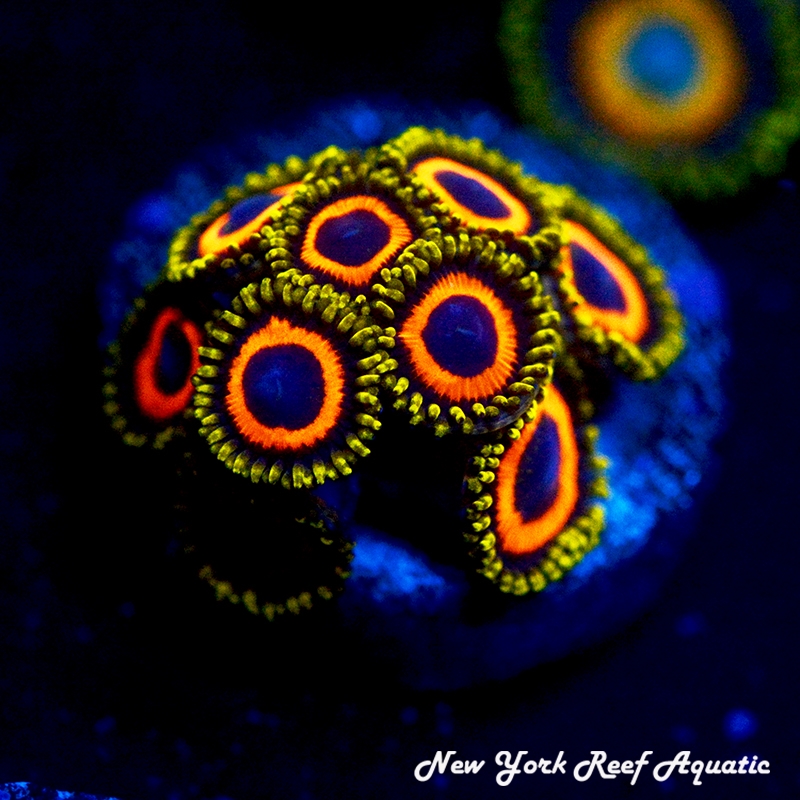 Jungle Juice Zoanthids
New York Reef Aquatic
Zoanthids