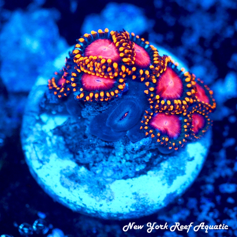 KH Sunburst Zoanthids
New York Reef Aquatic
Zoanthids