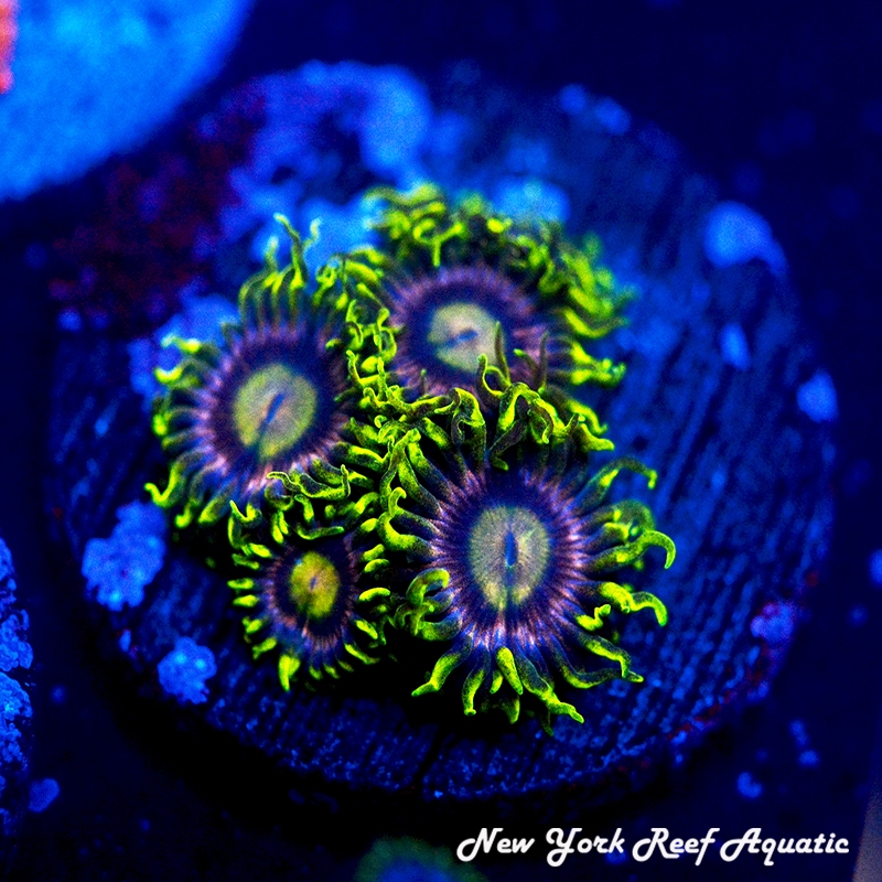 Lemon Laser Zoanthids
New York Reef Aquatic
Zoanthids