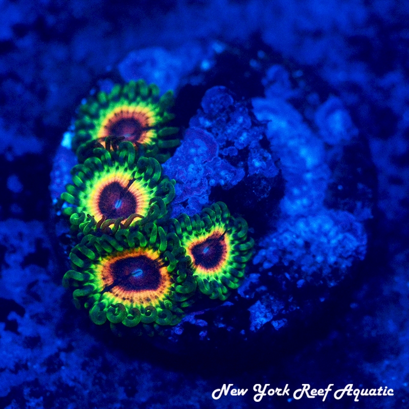 Little Shop Of Horror
New York Reef Aquatic
Zoanthids