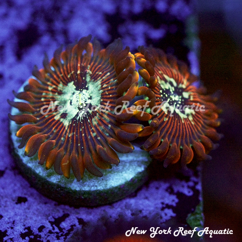 Magician Zoanthids
New York Reef Aquatic