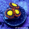 Mandarin Orange Zoanthids
New York Reef Aquatic
Zoanthids