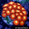 Mars Alien Zoanthids
Zoanthids
New York Reef Aquatic