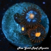 Zoanthids