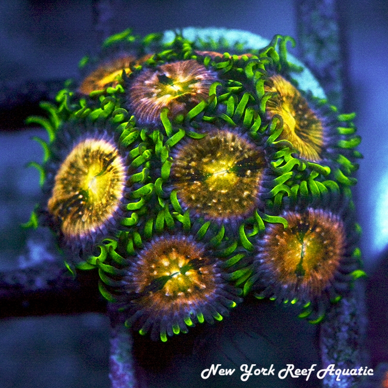 Nirvana Zoanthids
New York Reef Aquatic
Zoanthids